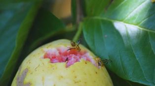 Mosca de la fruta. Este tipo de investigaciones permite identificar mecanismos naturales que podrían aprovecharse para diseñar estrategias de manejo más eficaces y sostenibles.