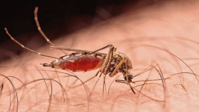 Santa Fe suma más casos de dengue
