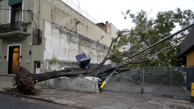 Desde Defensa Civil indicaron que las raíces del jacarandá estaban deterioradas.
