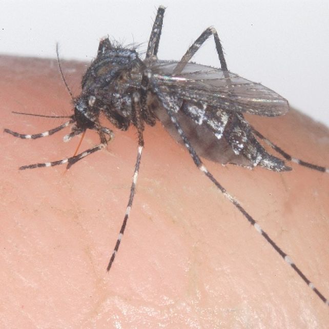 Especie de mosquito Psorophora