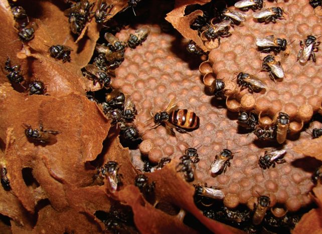 Nido de cría de peluquerito o yana (Scaptotrigona jujuyensis), especie de abeja nativa del norte del país.