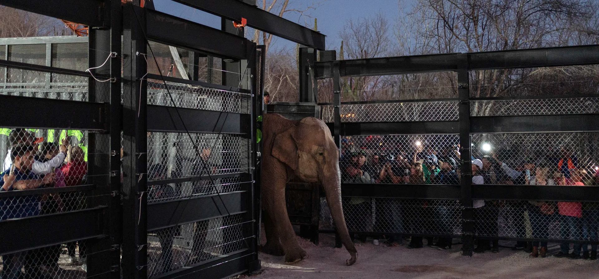 Un elefante llega a su nuevo hogar en Mazatlán después de ser transportado desde el santuario de Ostok, cerca de Culiacán, donde ha habido violencia regional, Mazatlán, México. Fotografía: Félix Márquez/AP Un elefante llega a su nuevo hogar en Mazatlán después de ser transportado desde el santuario de Ostok, cerca de Culiacán, donde ha habido violencia regional, Mazatlán, México. Fotografía: Félix Márquez/AP