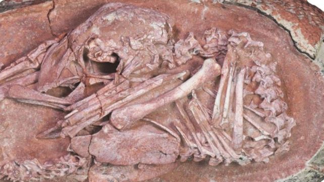 Hallazgo científico: encuentran un embrión de dinosaurio de hace 66 millones de años