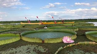 Remar entre nenúfares. El agua de río atrae a los turistas en distintas localidades de la provincia.