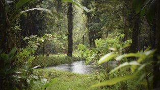 Pueblos indígenas asumen la gestión legal de los bosques en Bolivia