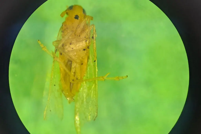 Entomólogos del Inta confirmaron la presencia de los primeros ejemplares de Leptodelphax maculigera en Santa Fe y en Entre Ríos.