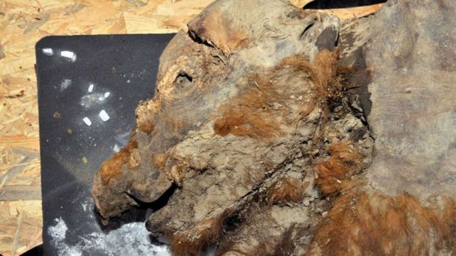 Información genética. Restos de un antiguo animal fosilizado.