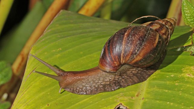 El caracol gigante africano que invade Misiones y Corrientes fue declarado dañino para la salud