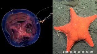 El Conicet, de nuevo a investigar las profundidades del Mar Argentino