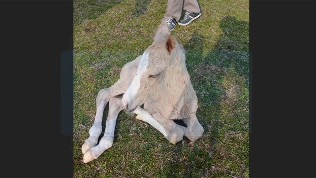 Las primeras fotos de la cría recién nacida