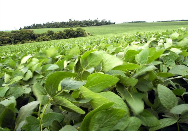 Las lluvias en el centro y norte de Santa Fe posibilitan una nueva realidad agrícola