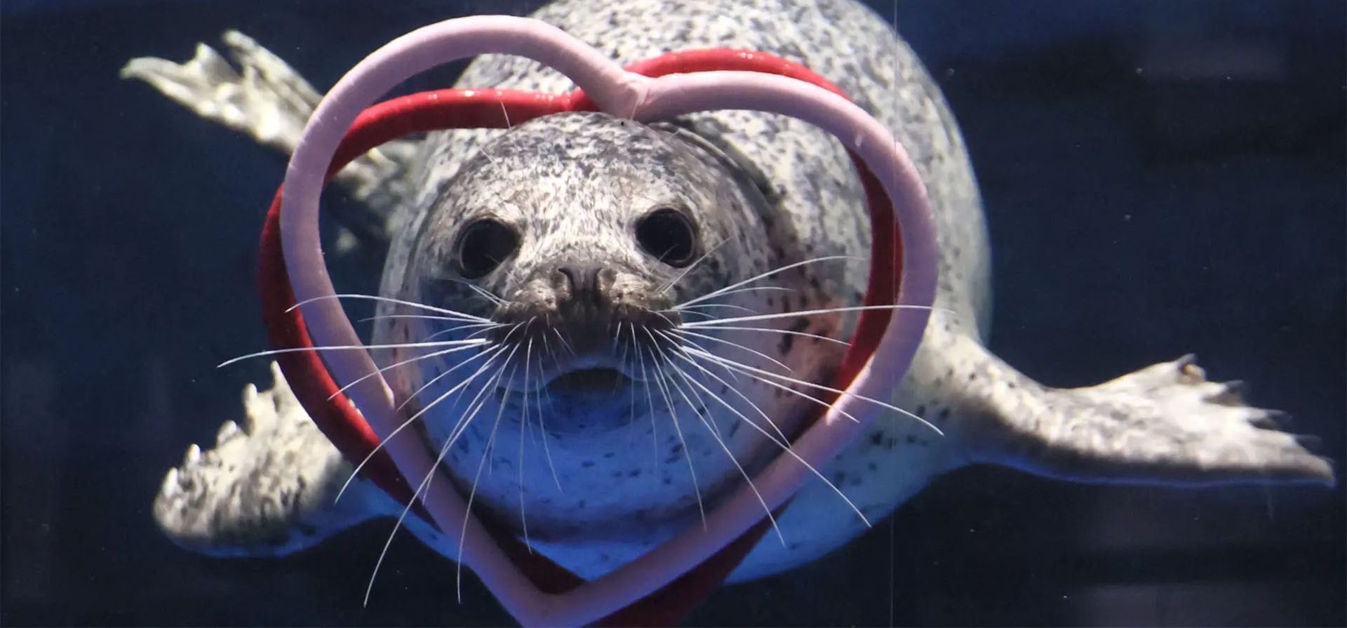 Una foca con anillos en forma de corazón nada en una pecera para un evento especial del Día de San Valentín en el Agua Park Shinagawa, Tokio, Japón. Fotografía: Yoshio Tsunoda/Aflo/Rex/Shutterstock