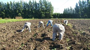 Acá. Cerca de 30 productores de batata santafesinos trabajan alrededor de 1.500 hectáreas.
