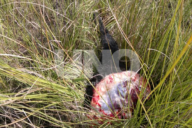 Detuvieron a tres personas por abigeato, abuso de armas y resistencia a la autoridad