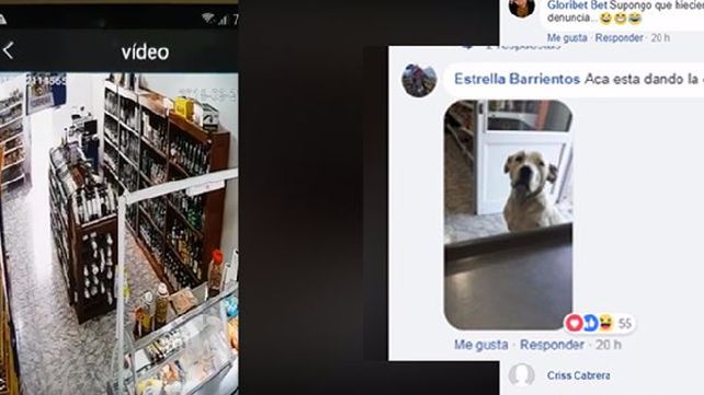 El peor ladrón del mundo: un perro roba en un almacén y después se entrega