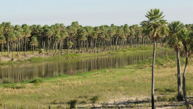 Las palmas son la especie preponderante