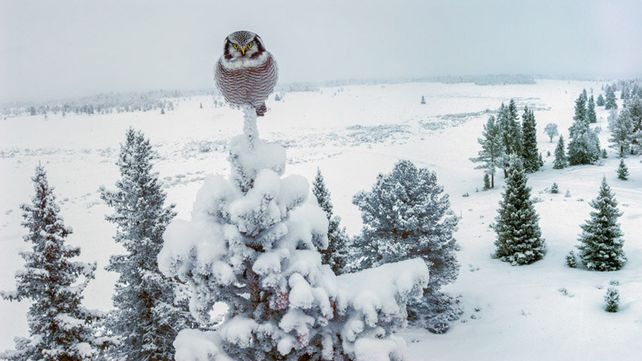 Imágenes ganadoras del concurso Bird Photographer of the Year 2020
