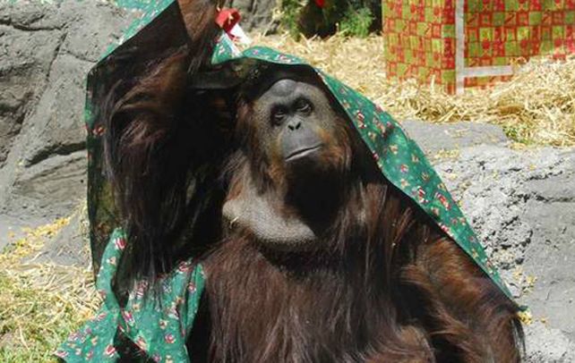 Figura. Sandra tiene 30 años. Nació en un zoo alemán y será llevada a un parque distante 100 kilómetros de San Pablo.