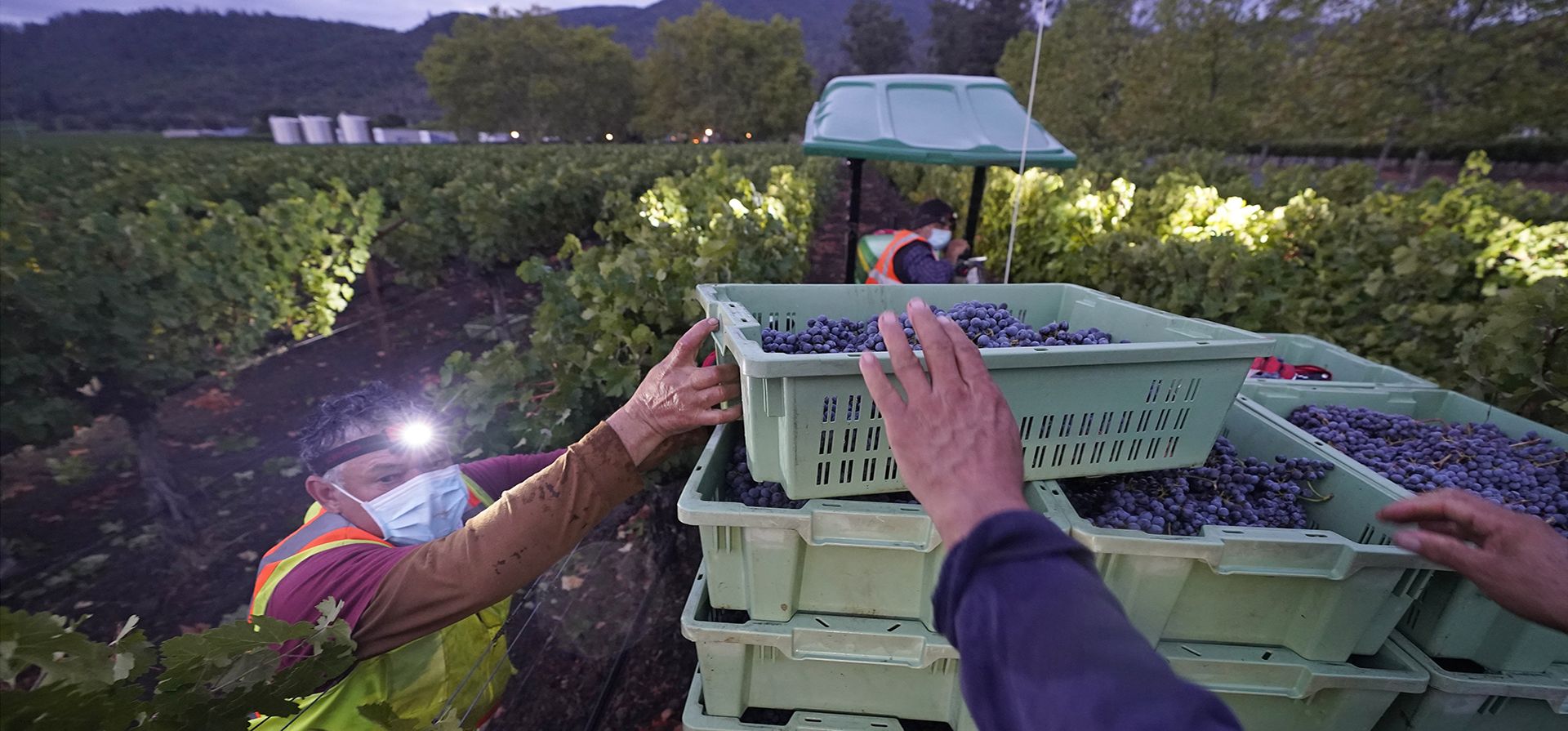 Contenedores de uvas Cabernet Sauvignon se cargan en un remolque durante la cosecha en Inglenook en Rutherford, California. (Foto AP/Eric Risberg, archivo)