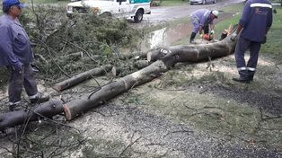 Santo Tomé: la tormenta causó la caída de árboles y afectó el servicio eléctrico