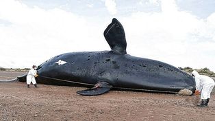 Ya son 30 las ballenas muertas en el Golfo Nuevo