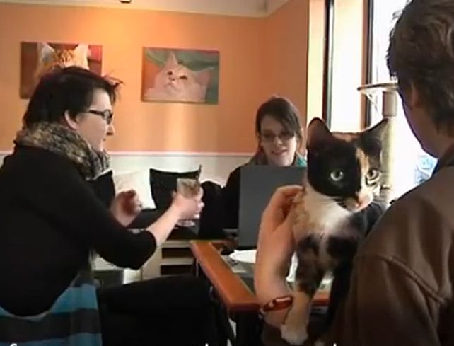 Los nuevos locales se denominan “cat-café” o “cafeterías gatunas”.