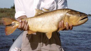 La Paz recibirá a pescadores de todo el país en la Fiesta Provincial del Dorado Entrerriano