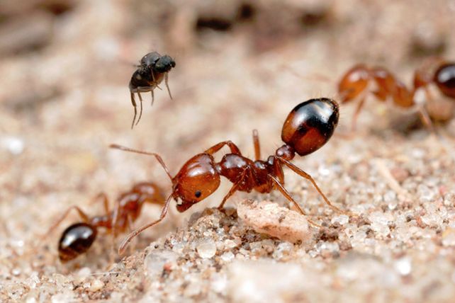 Las diez picaduras más dolorosas en el planeta