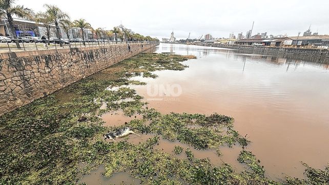 Una vaca muerta apareció flotando en el Dique 1 del Puerto de Santa Fe.