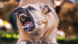 Entre Ríos y la región Centro concentran alta carga de mordeduras de perro en el país