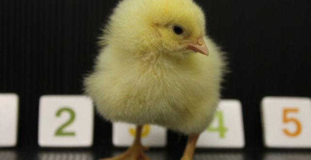 experimento. Científicos italianos hicieron el estudio con gallos de tres días.