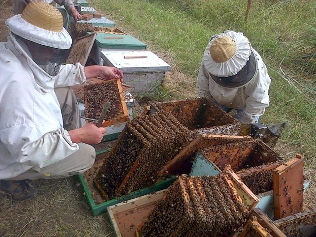 Entre Ríos es la segunda provincia productora e miel del país