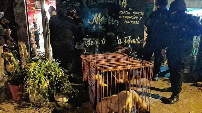 Durante un allanamiento en barrio Yapeyú se halló un criadero clandestino&nbsp;