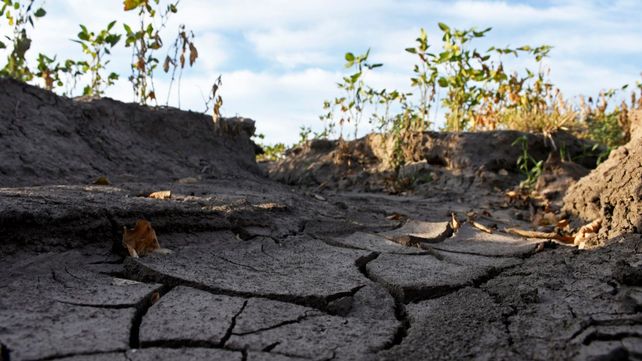 Cultivos. La falta de agua y heladas agravadas por la sequía vuelven a poner en jaque al trigo de la región.