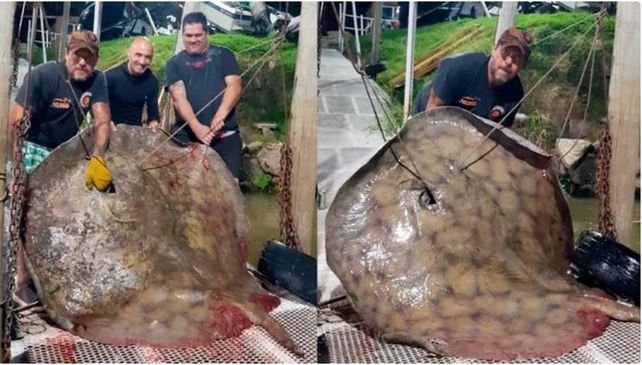 Es amante de la pesca deportiva y extrajo una raya gigante de 250 kilos en el río Paraná