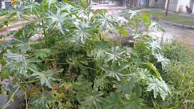 La planta dentro del socavón ya roza los dos metros. Foto: gentileza LT10.