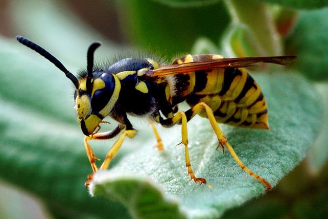 Las diez picaduras más dolorosas en el planeta