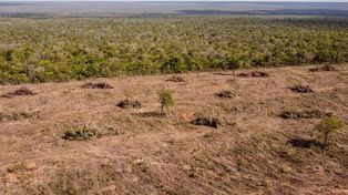 La deforestación en la sabana de la región de Cerrado, en la localidad brasileña de Sao Desidério, en una imagen del 25 de septiembre de 2023.