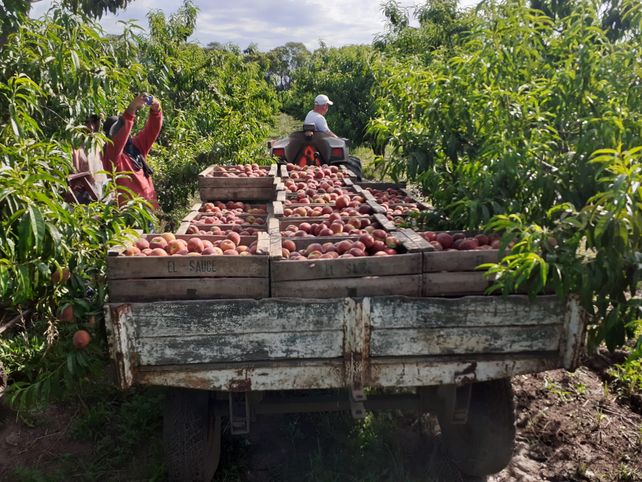 La producción de duraznos requiere 80 empleados para mover 100 hectáreas.