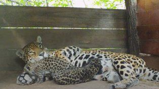 Nacieron dos ejemplares de yaguareté en El Impenetrable