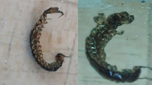 El extraño ciempiés venenoso también apareció en una casa de barrio Las Delicias