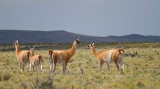 La esquila de guanacos en silvestría, con buenas prácticas, es una alternativa complementaria para la producción ganadera.