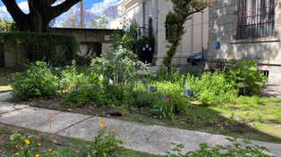 Plantas medicinales en Rosario: de qué se trata la farmacia viva de la UNR