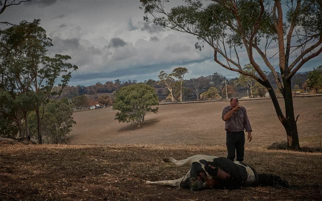 Un granjero observa una vaca muerta por incendios forestales. Fotografía: Kiran Ridley