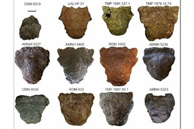 Identifican a cuatro nuevas especies de dinosaurios