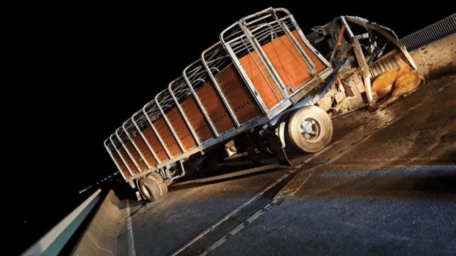 Tres heridos en choque de camión cargado con ganado y una pickup Tres heridos en choque de camión cargado con ganado y una pickup