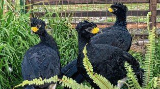Llegaron tres ejemplares de muitú a Entre Ríos para su conservación