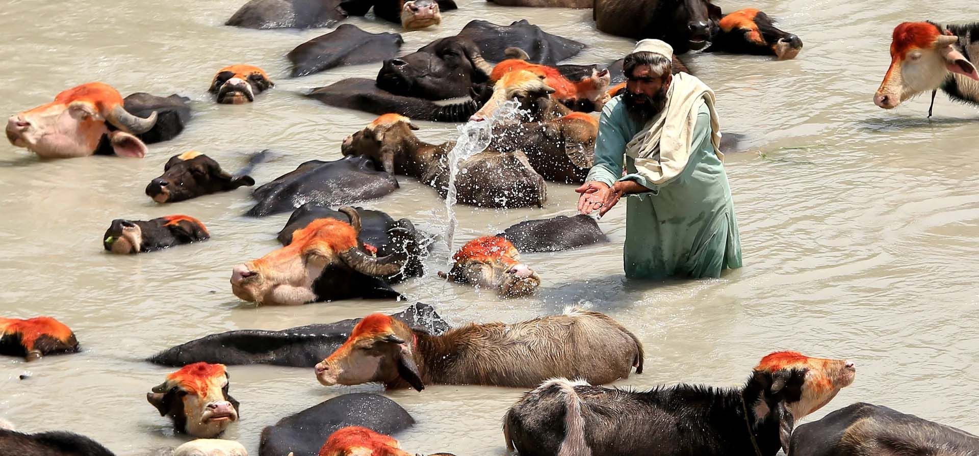 Un pastor refresca su ganado en un río durante un día caluroso, Peshawar, Pakistán. Fotografía: Bilawal Arbab/EPA Un pastor refresca su ganado en un río durante un día caluroso, Peshawar, Pakistán. Fotografía: Bilawal Arbab/EPA
