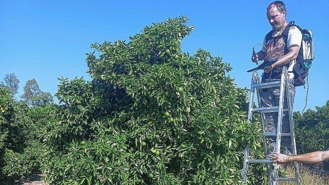 Profesionales. De la CONAE llevaron a cabo una campaña de campo en la localidad de Chajarí