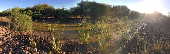 El principal reservorio de killis del país está en Entre Ríos y buscan protegerlo